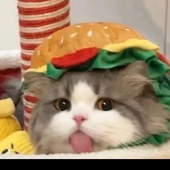 小猫咪🐱