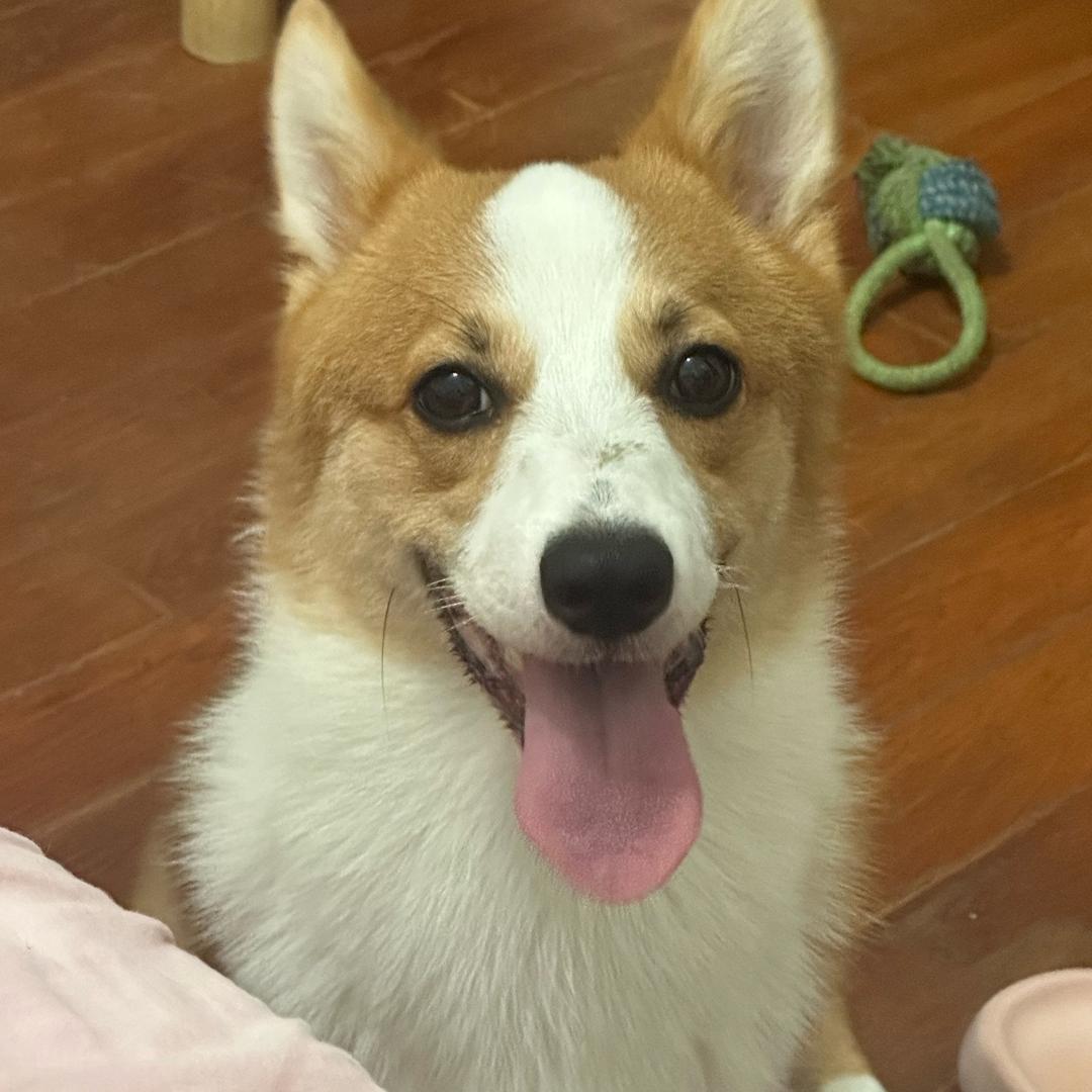 纽崔莱修狗喝多乐🐶