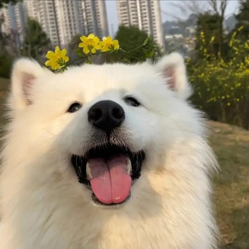 毛毛.