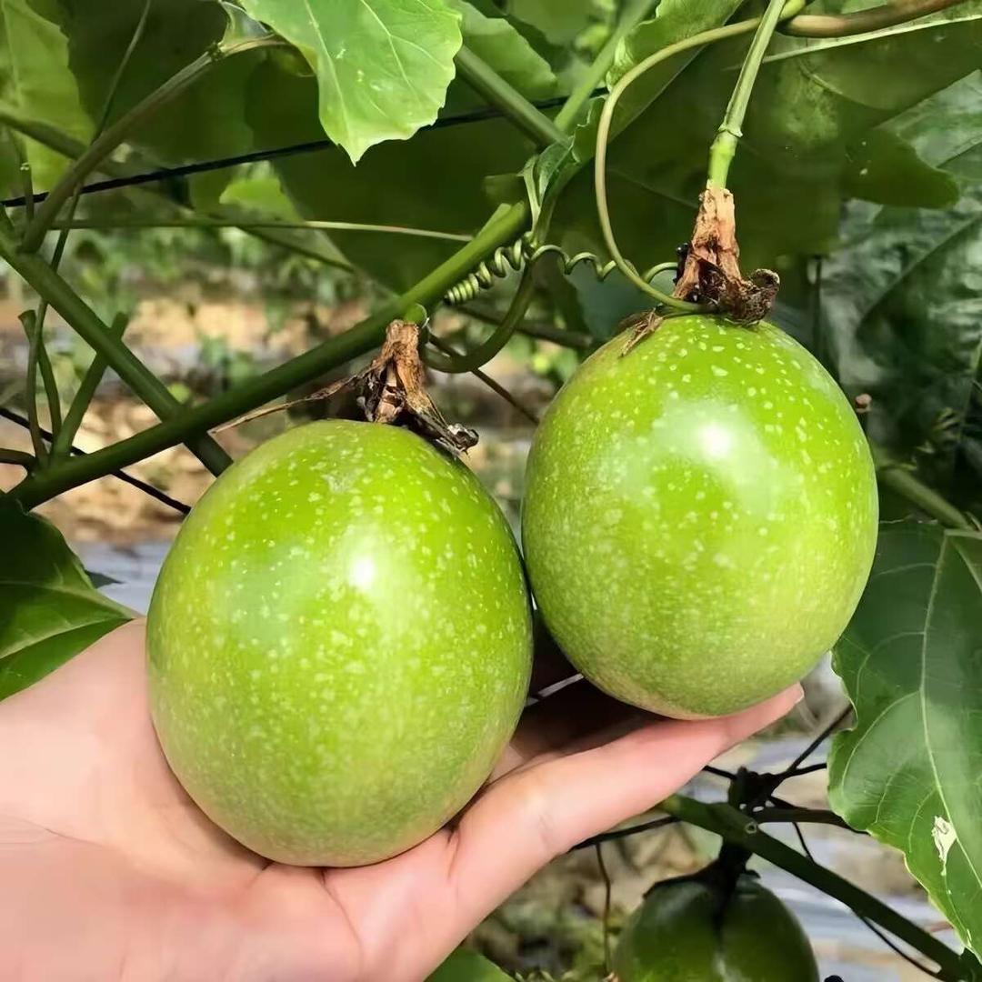 谷城县百果圆商贸有限公司575企业店