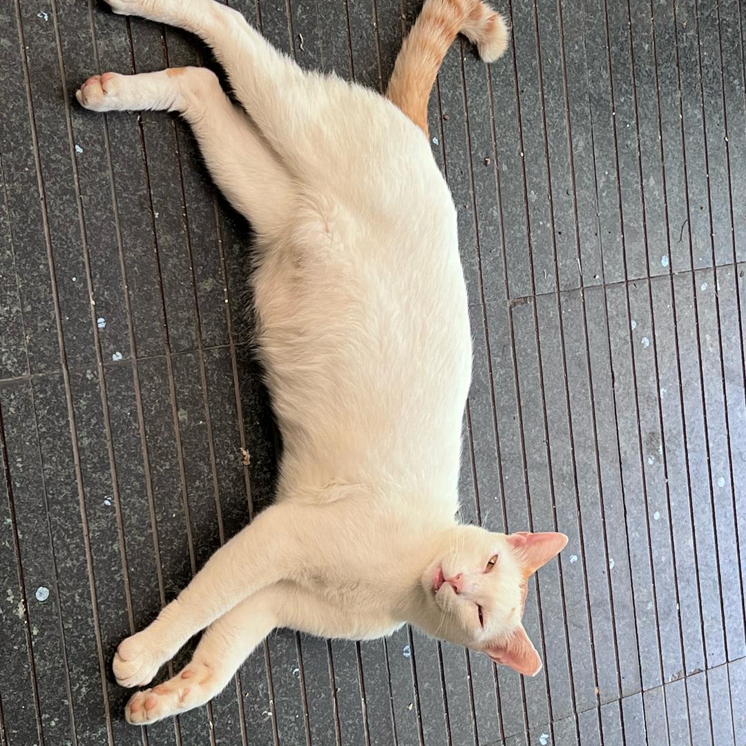 爱开车的大头