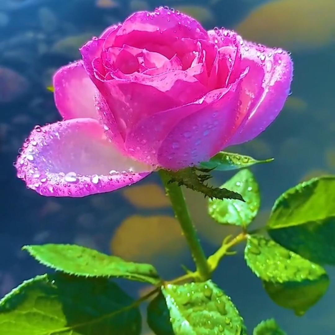 花儿好物