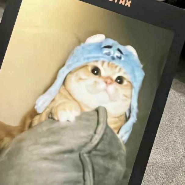猫猫酱
