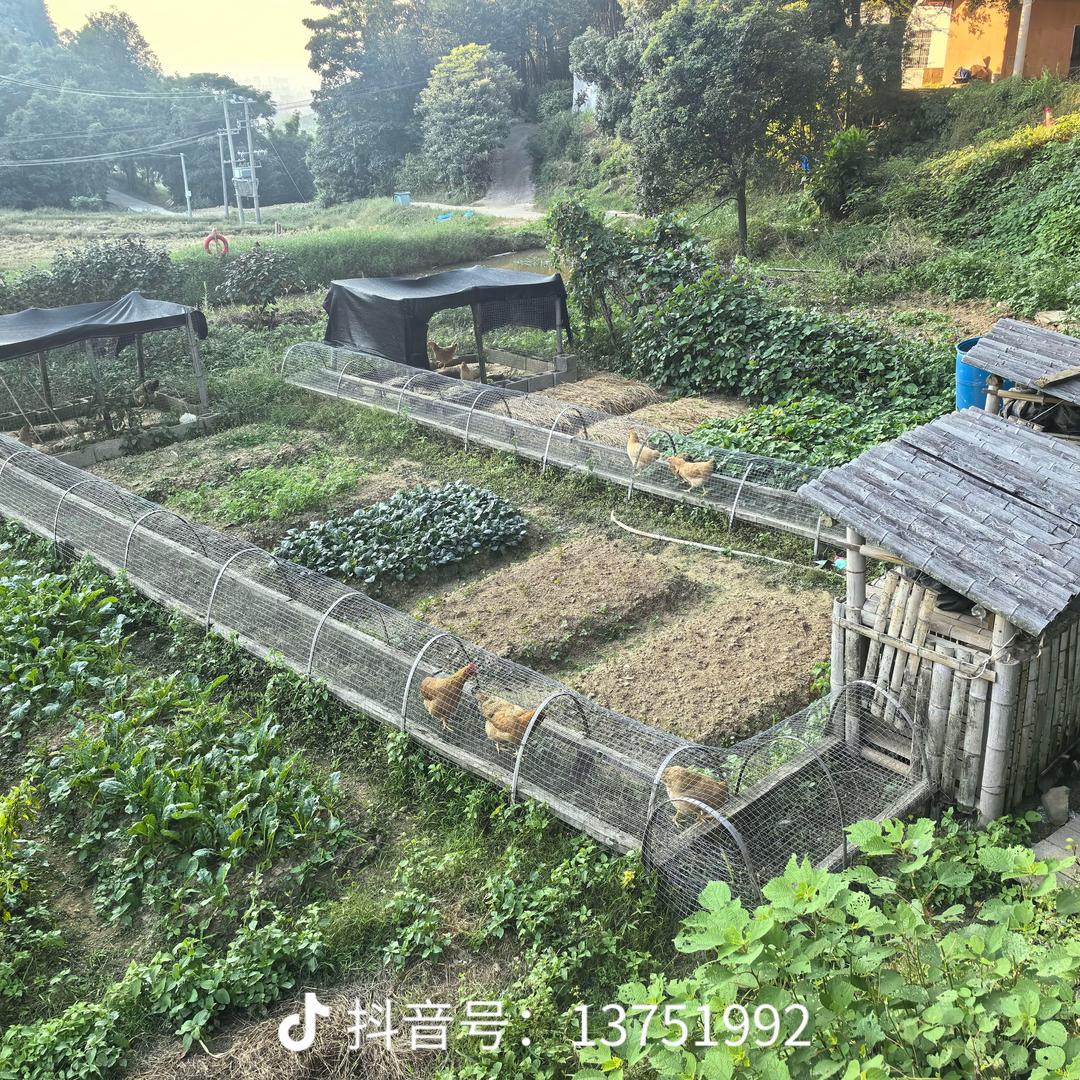 琳子