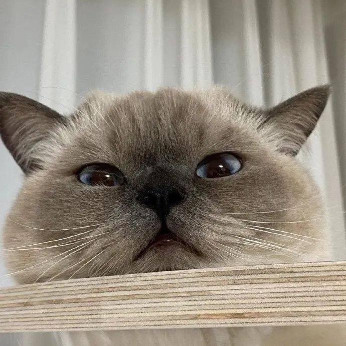 🐾MM