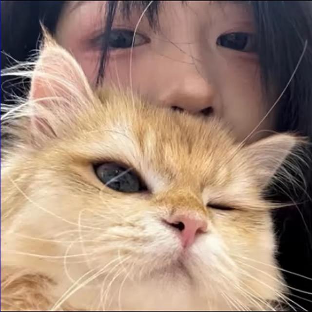 呆呆.