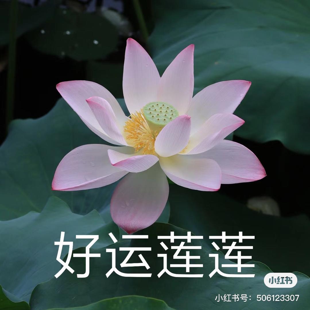陆倾图