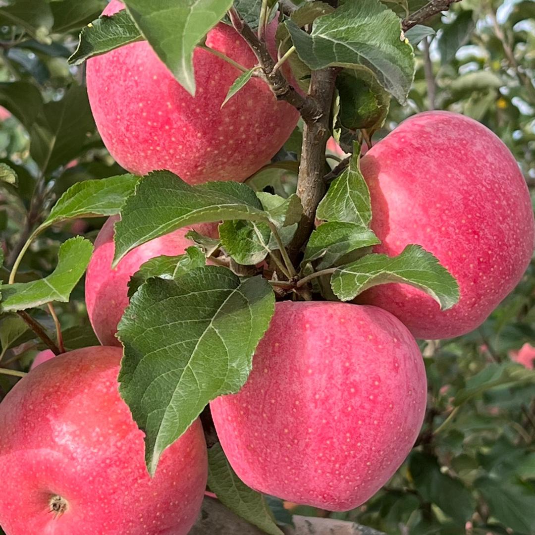 小苹果合诚果业