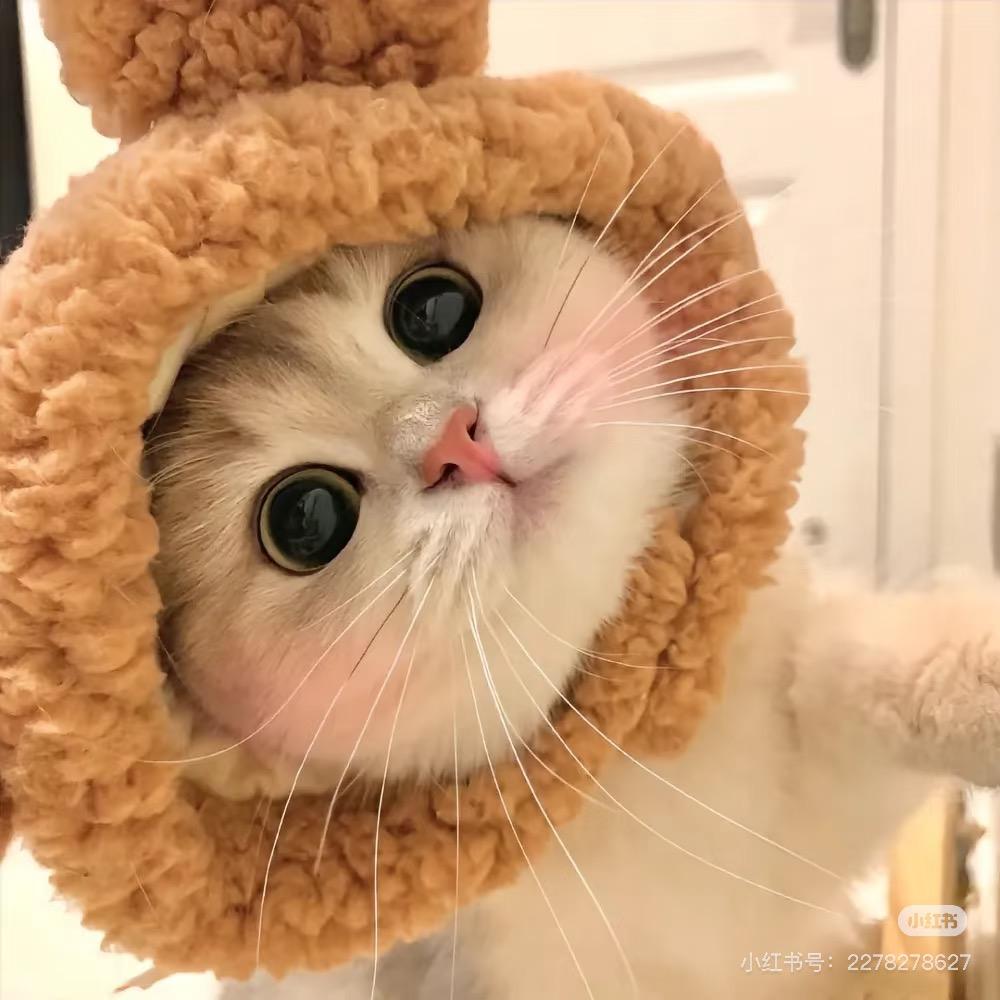 小小猫🐱