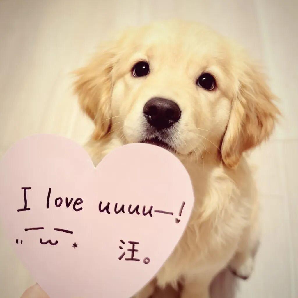 iWen