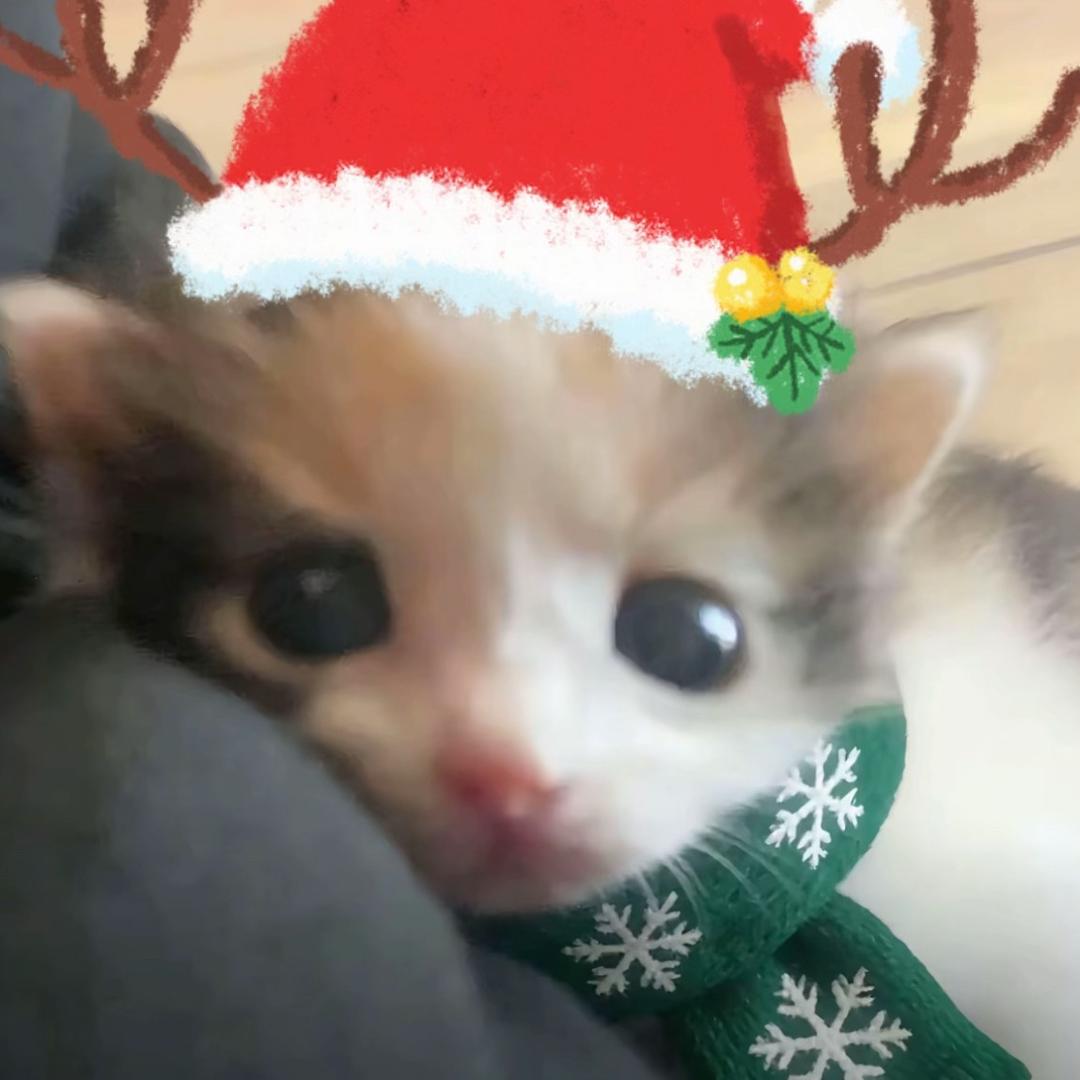 椿楸