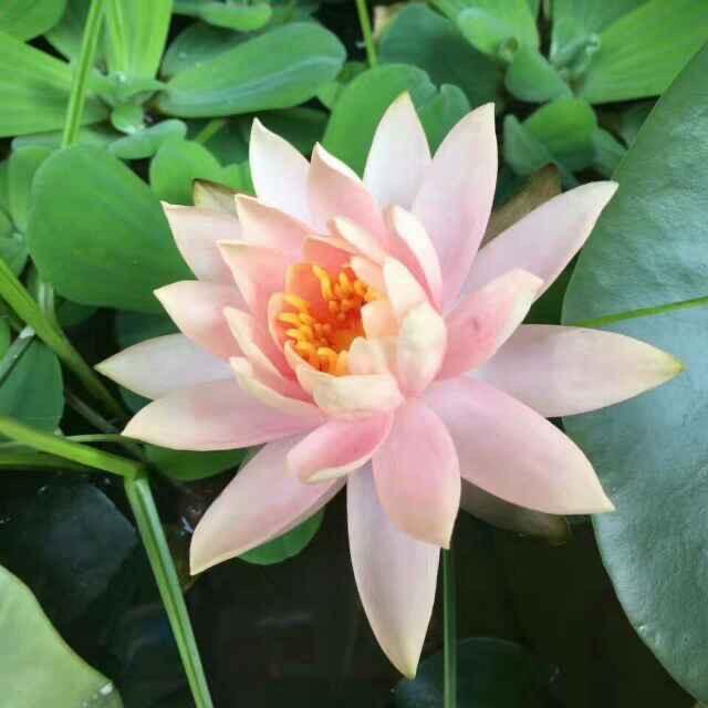 素素