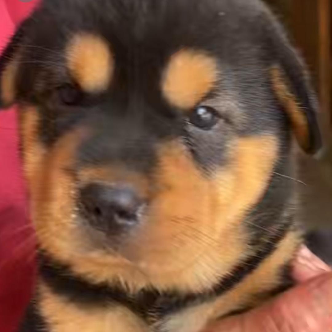 广西玉林 大表哥 中华田园犬旺旺淘狗