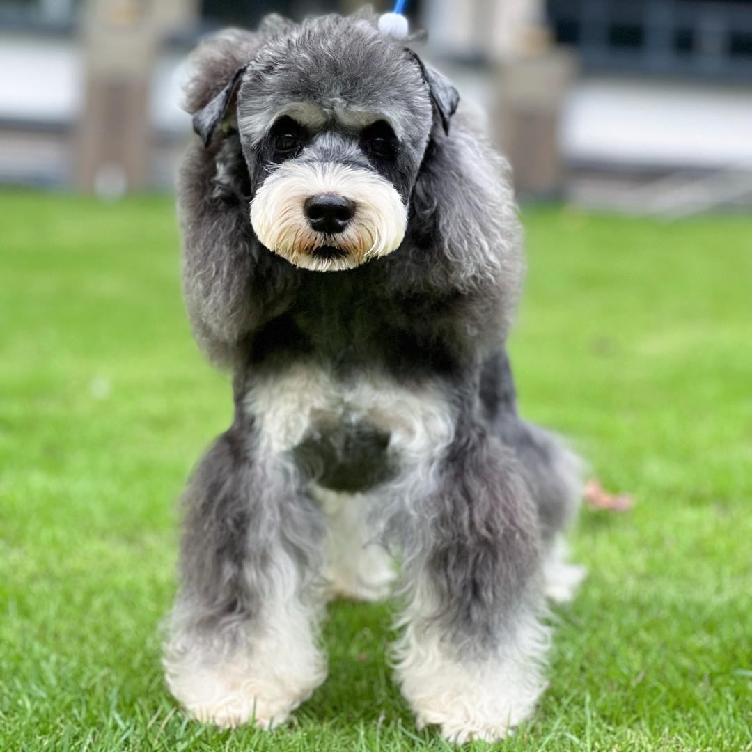 惠州泰泰雪纳瑞