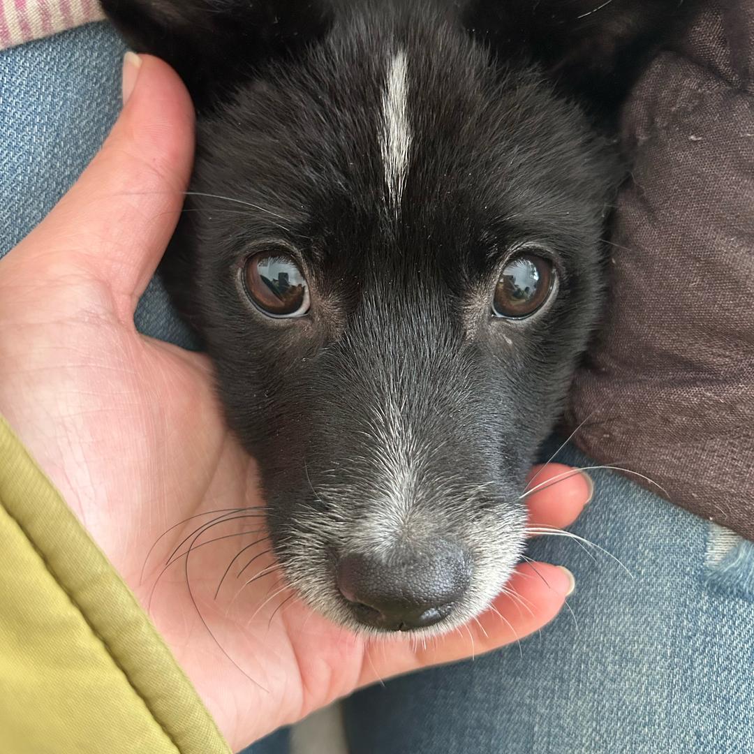 捡的猪狗狗🐶