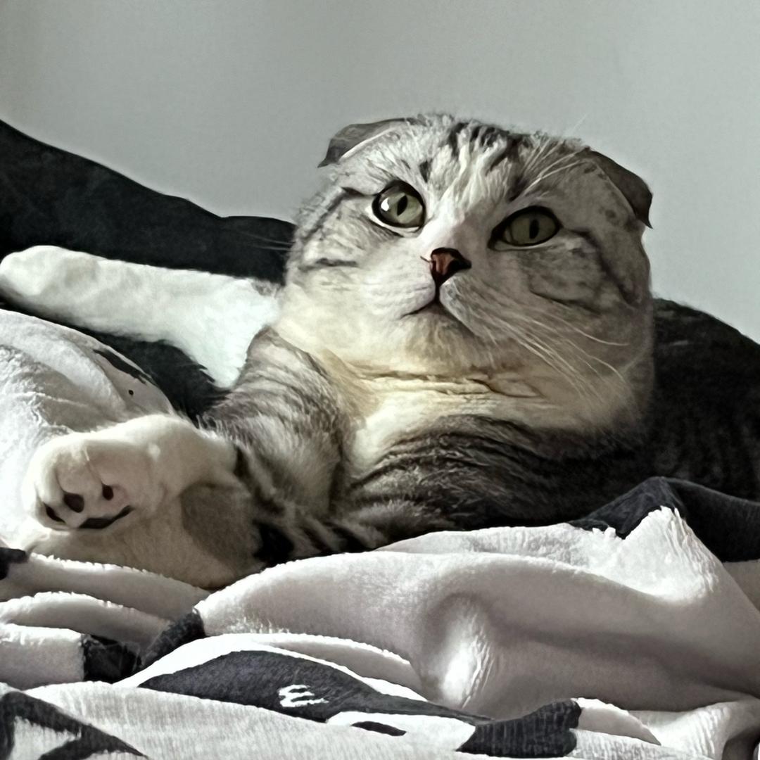 香菜是只猫
