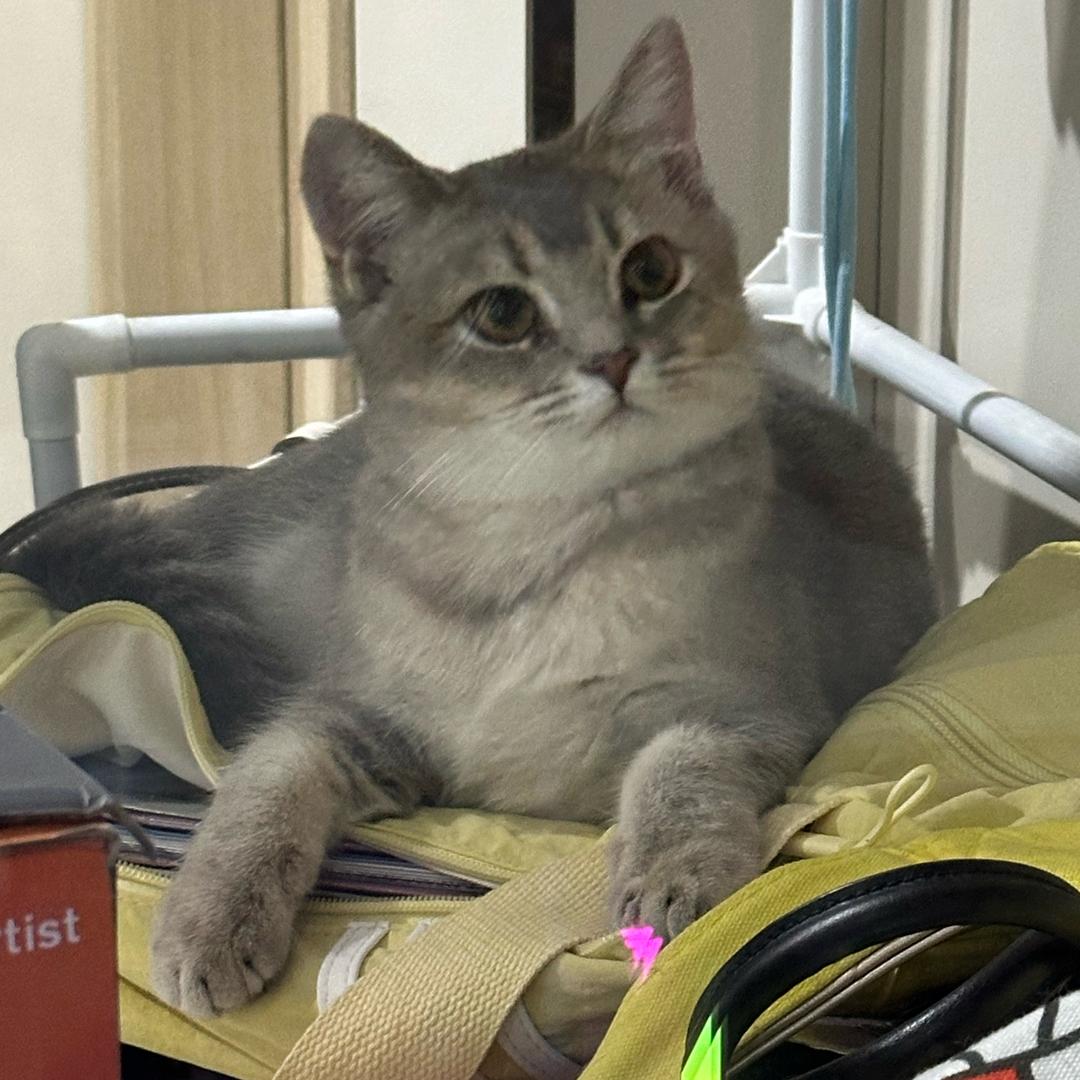 小羊咩（三角洲行动