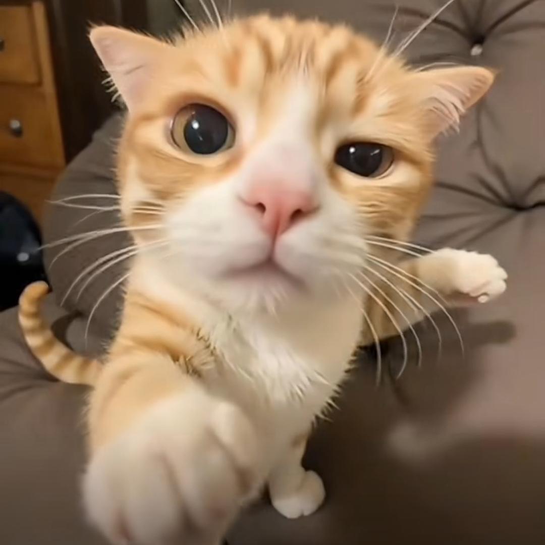 天琦🦁