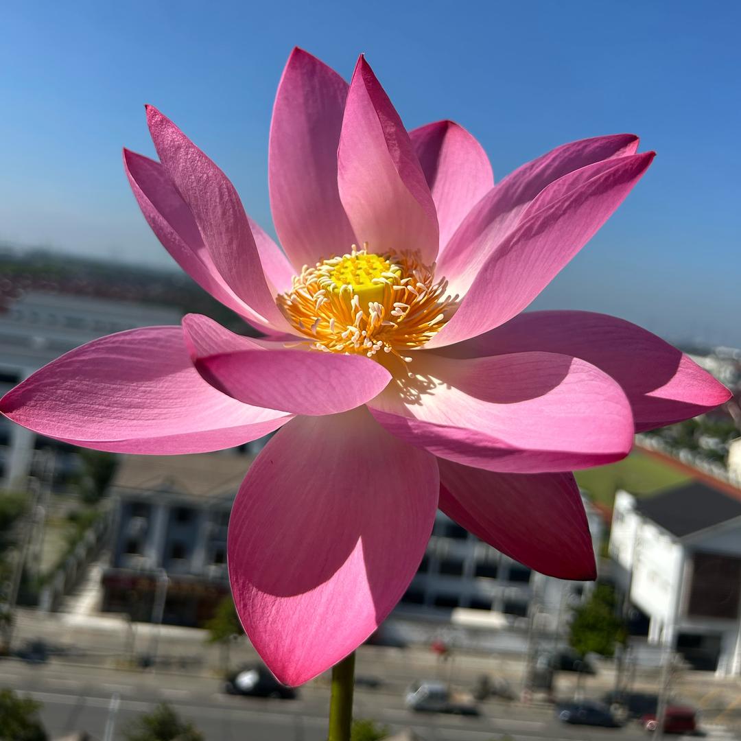 吥惪
