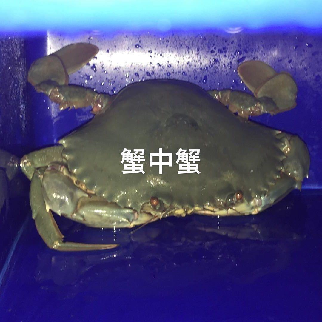 蟹中蟹水产科技