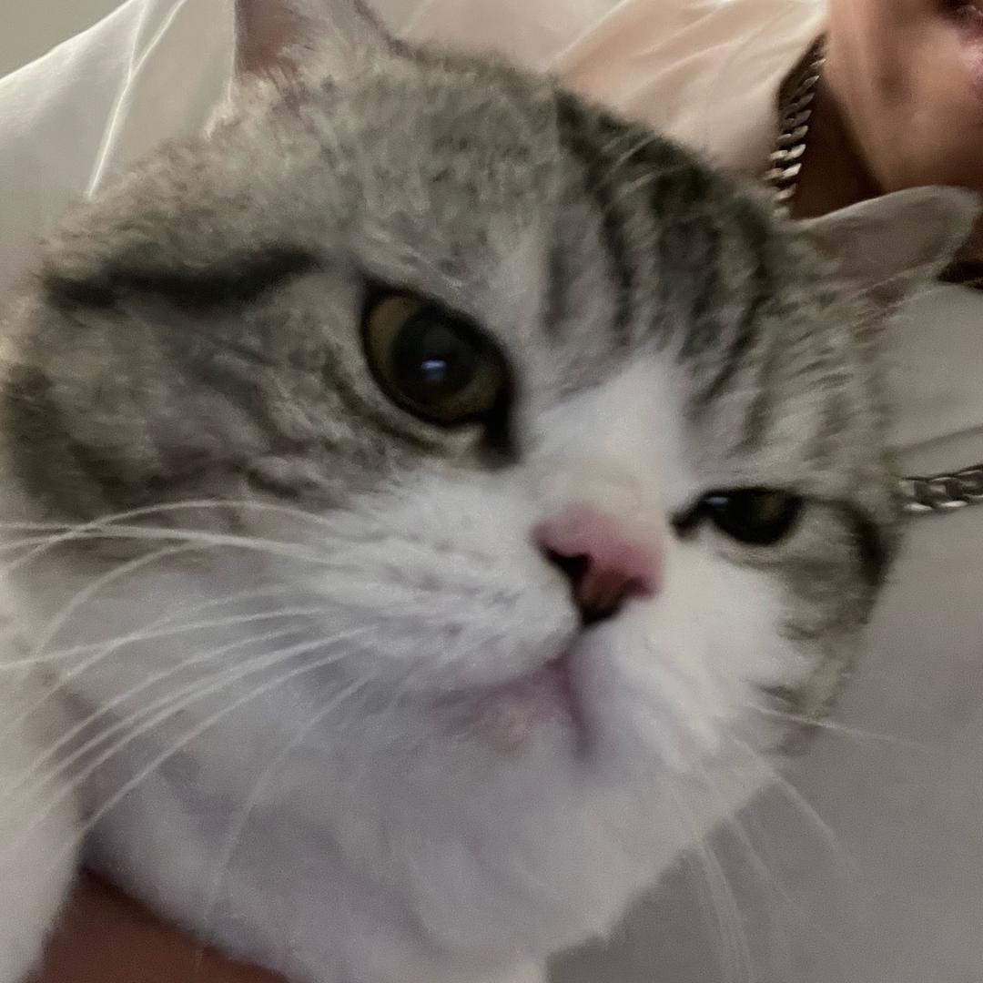 不抽西瓜（蟑螂版）