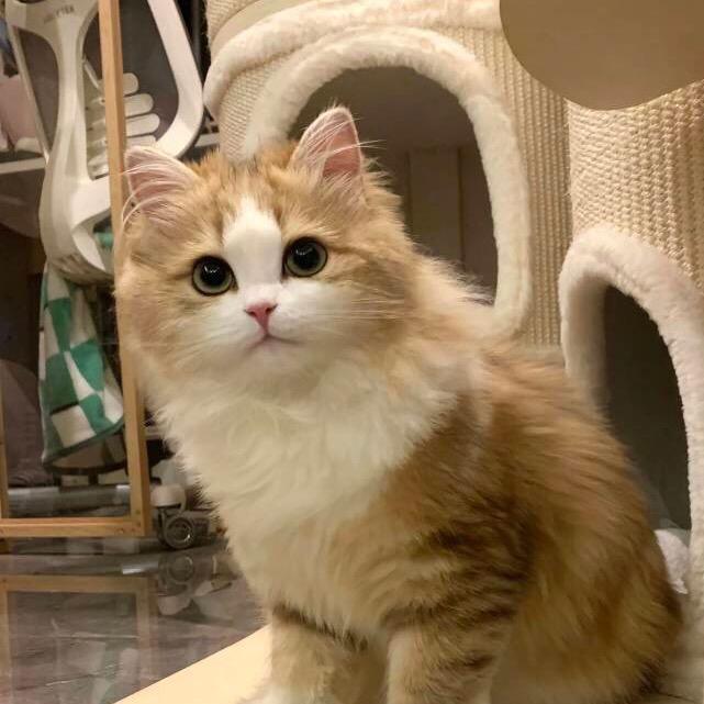 李哈维的猫舍