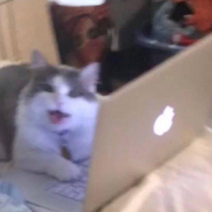 猫薄荷球