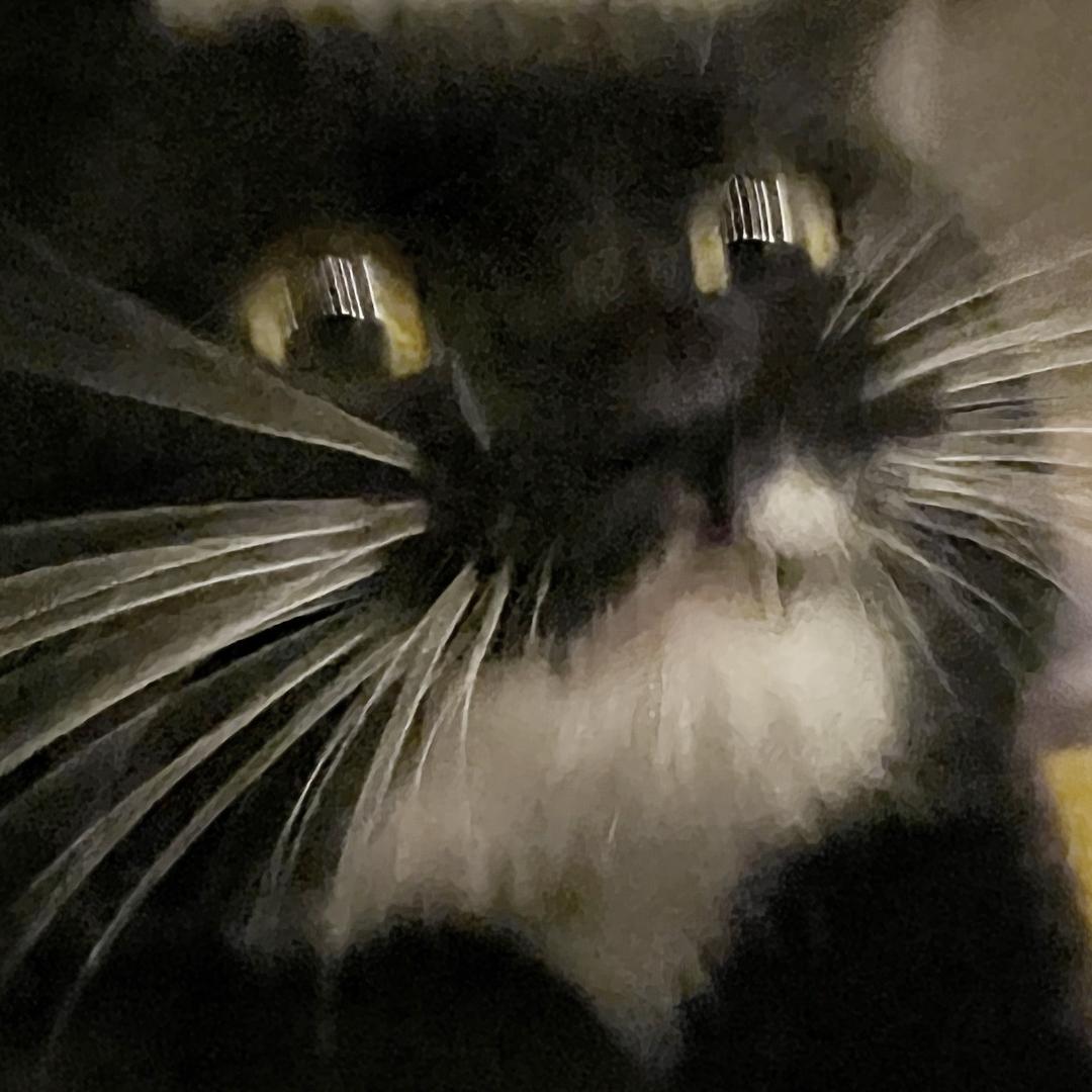 奶牛猫黑仔