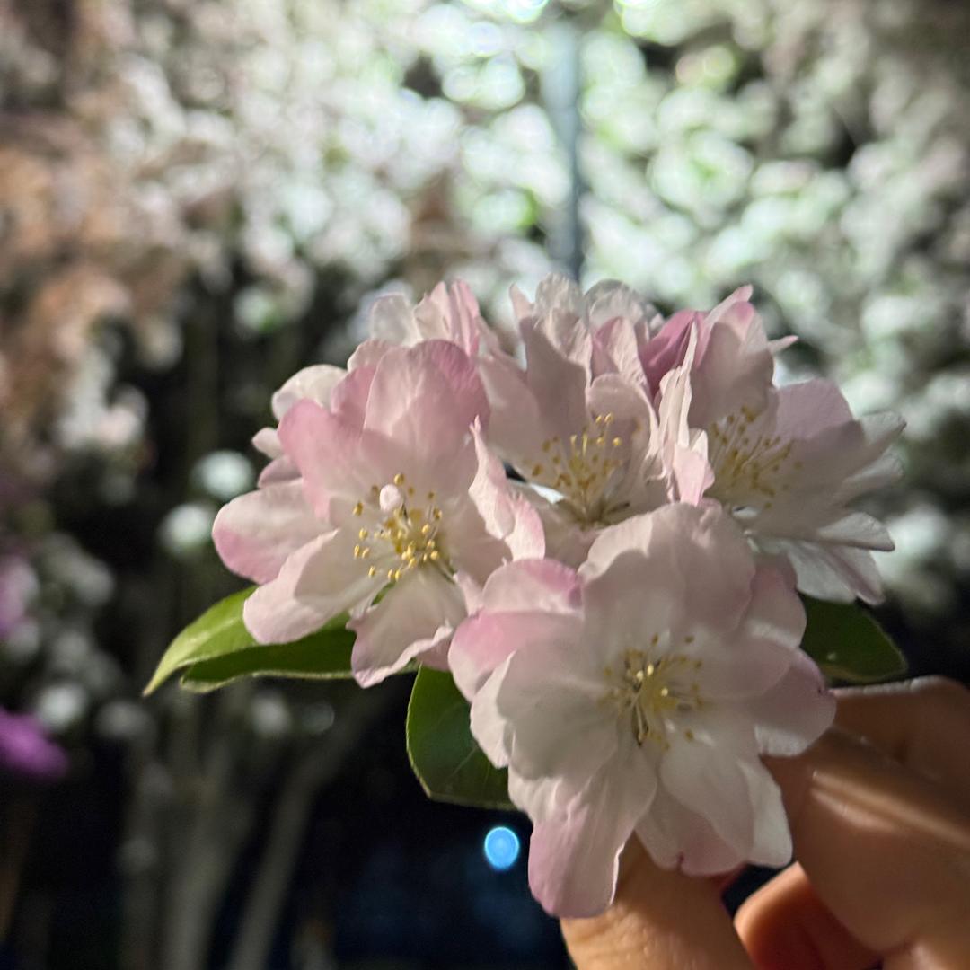 家有一只黄豆豆🐶