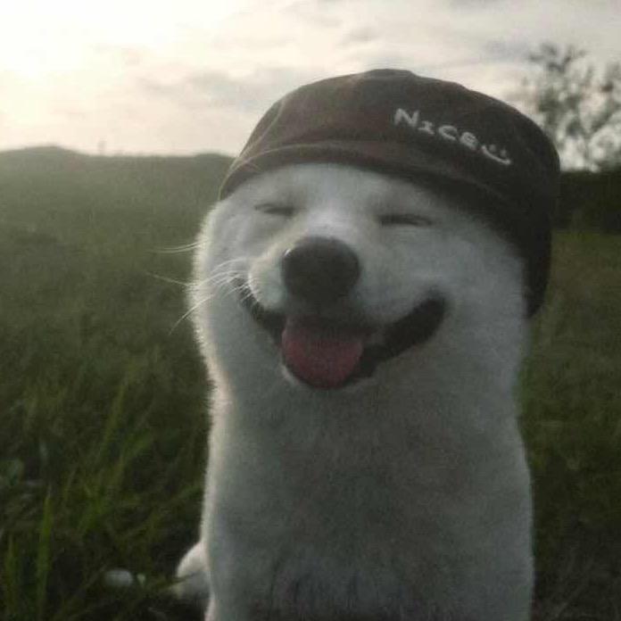 小番茄的迈腾