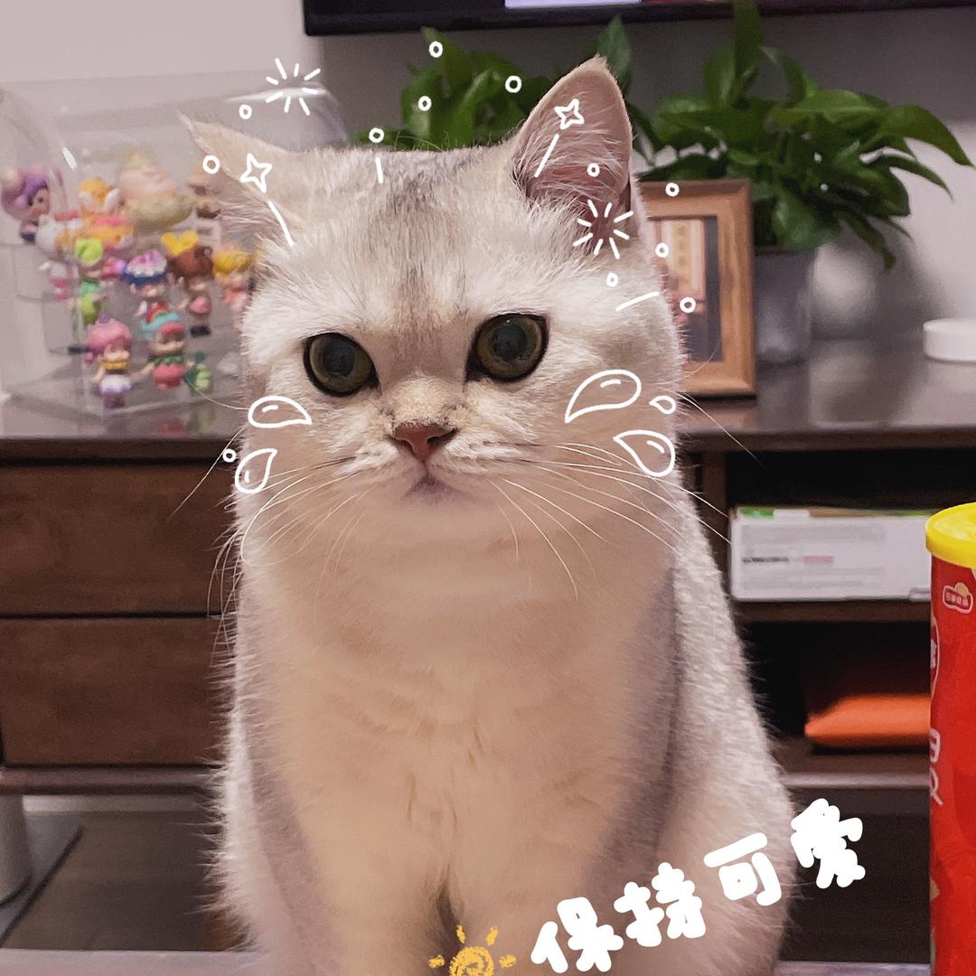 天下第一可爱小酒子