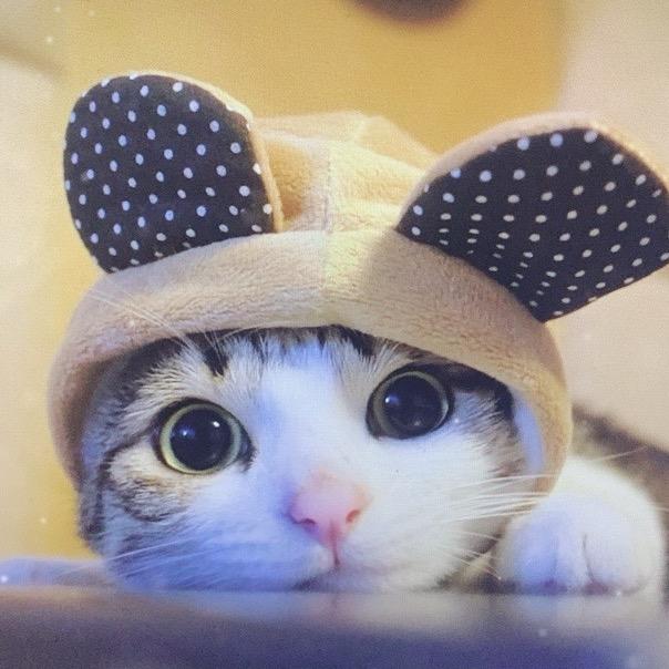 猫吃小鱼干