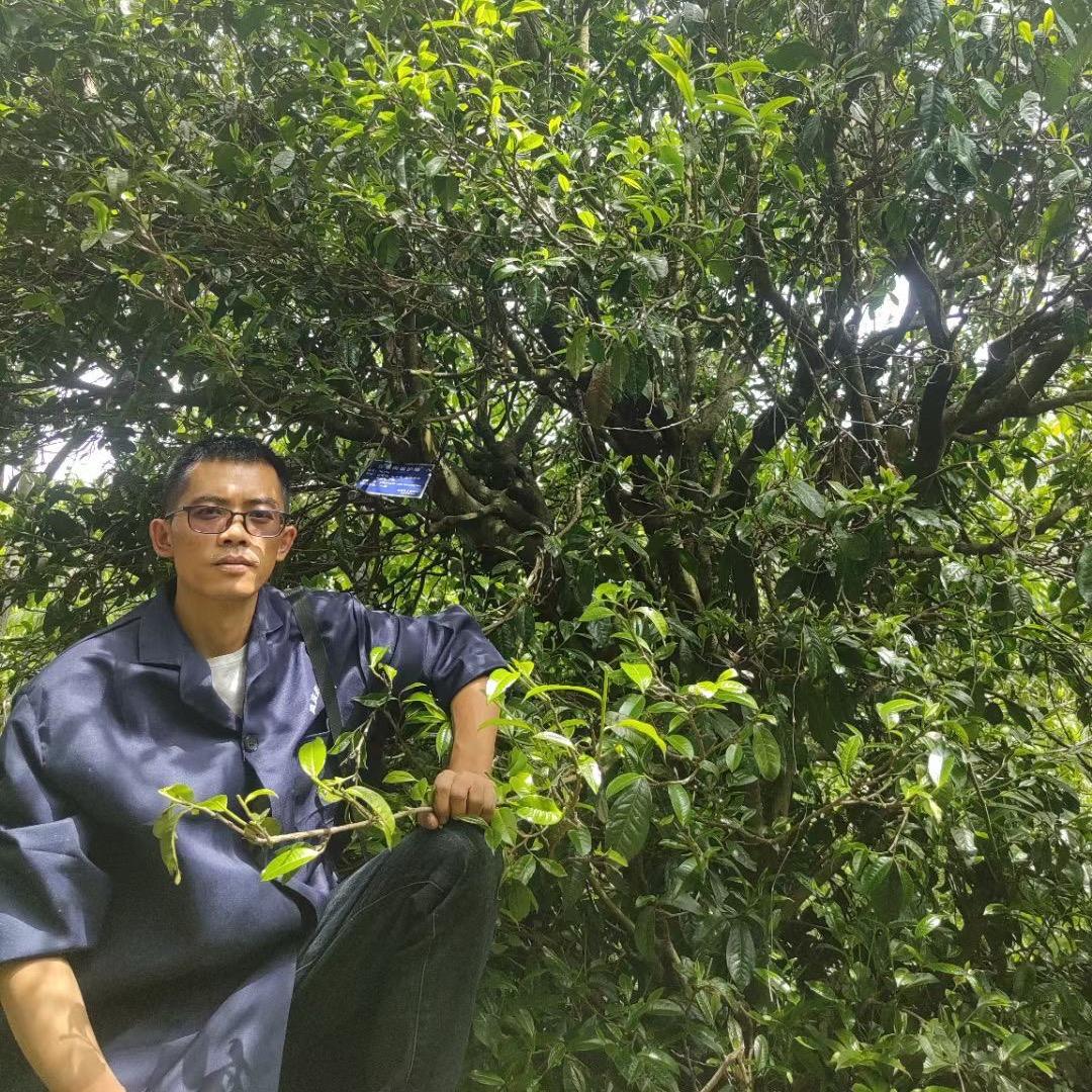 建宇茶叶（凤庆滇红茶古树茶）