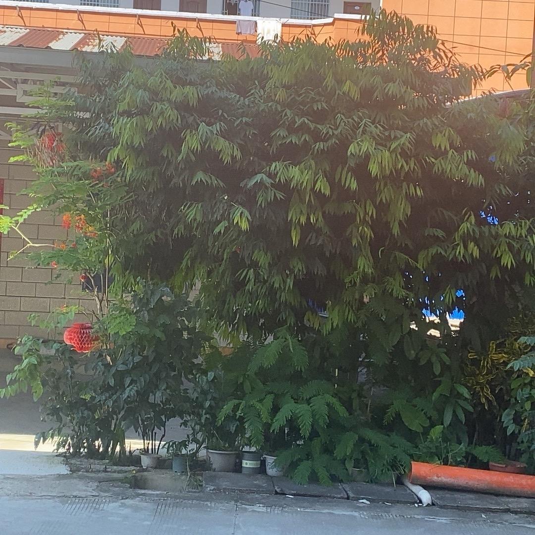 炮炮出征