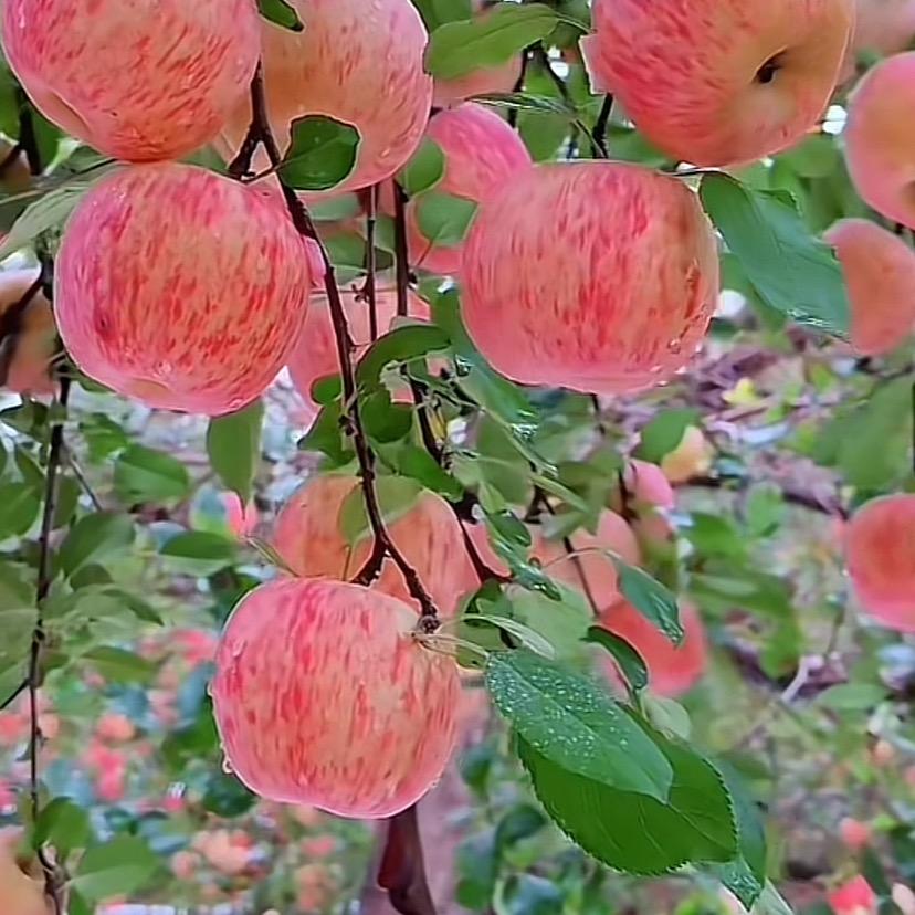 百果汇精选