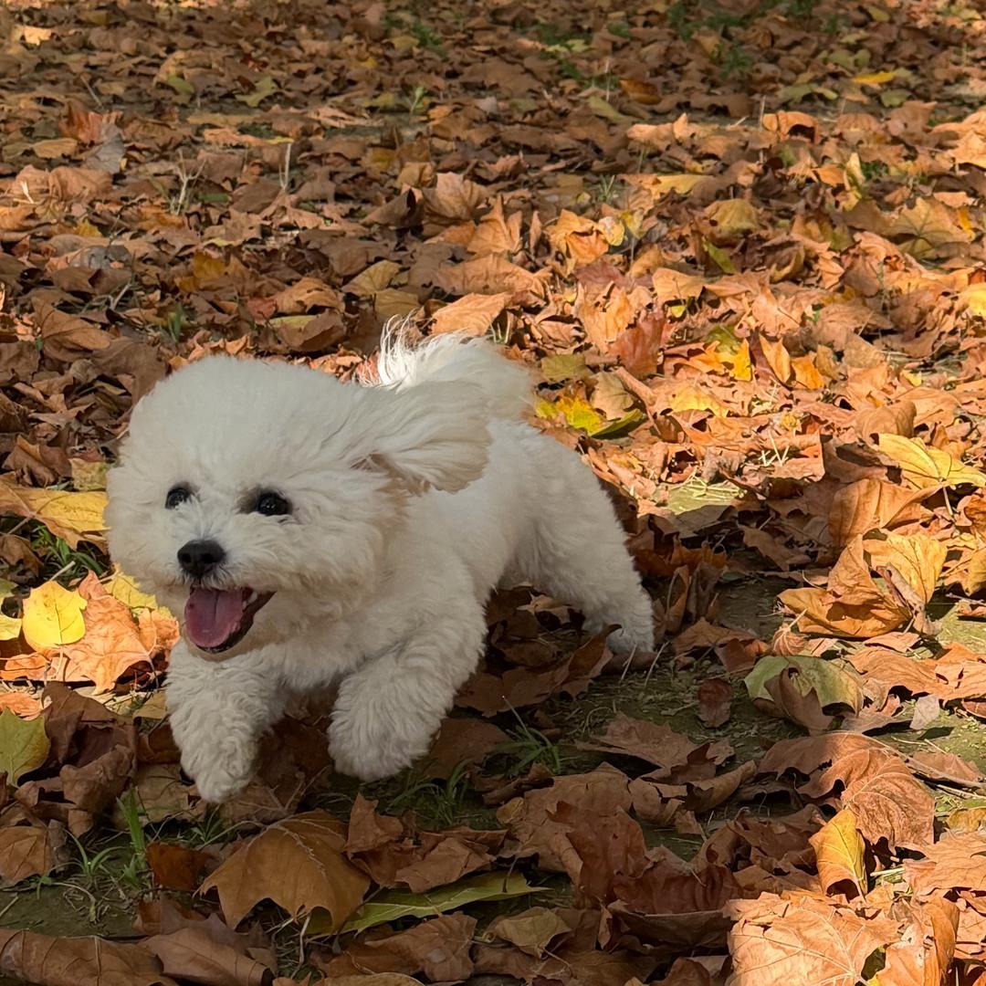 小葵是只小比熊