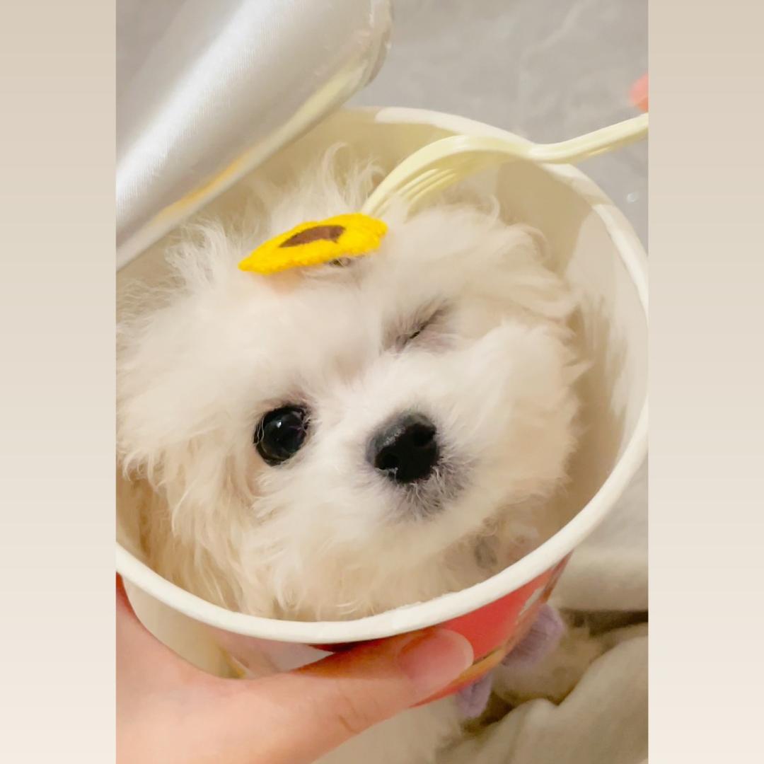 小熊菠萝