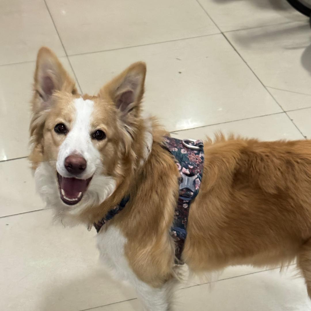 Sunny家宠物店🌻