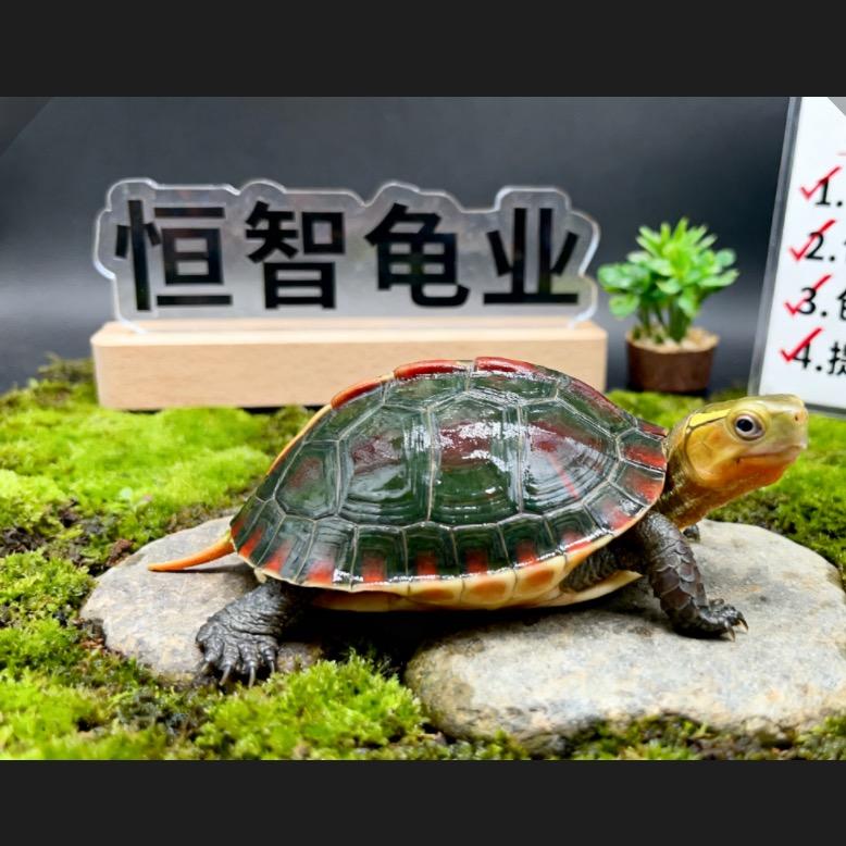 恒智龟业