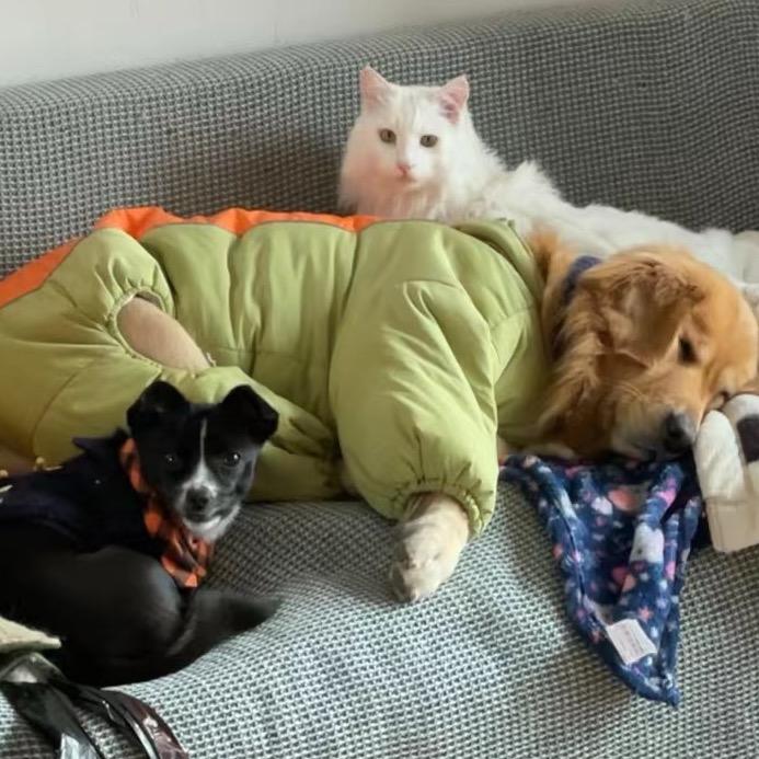 犬喵杂货铺