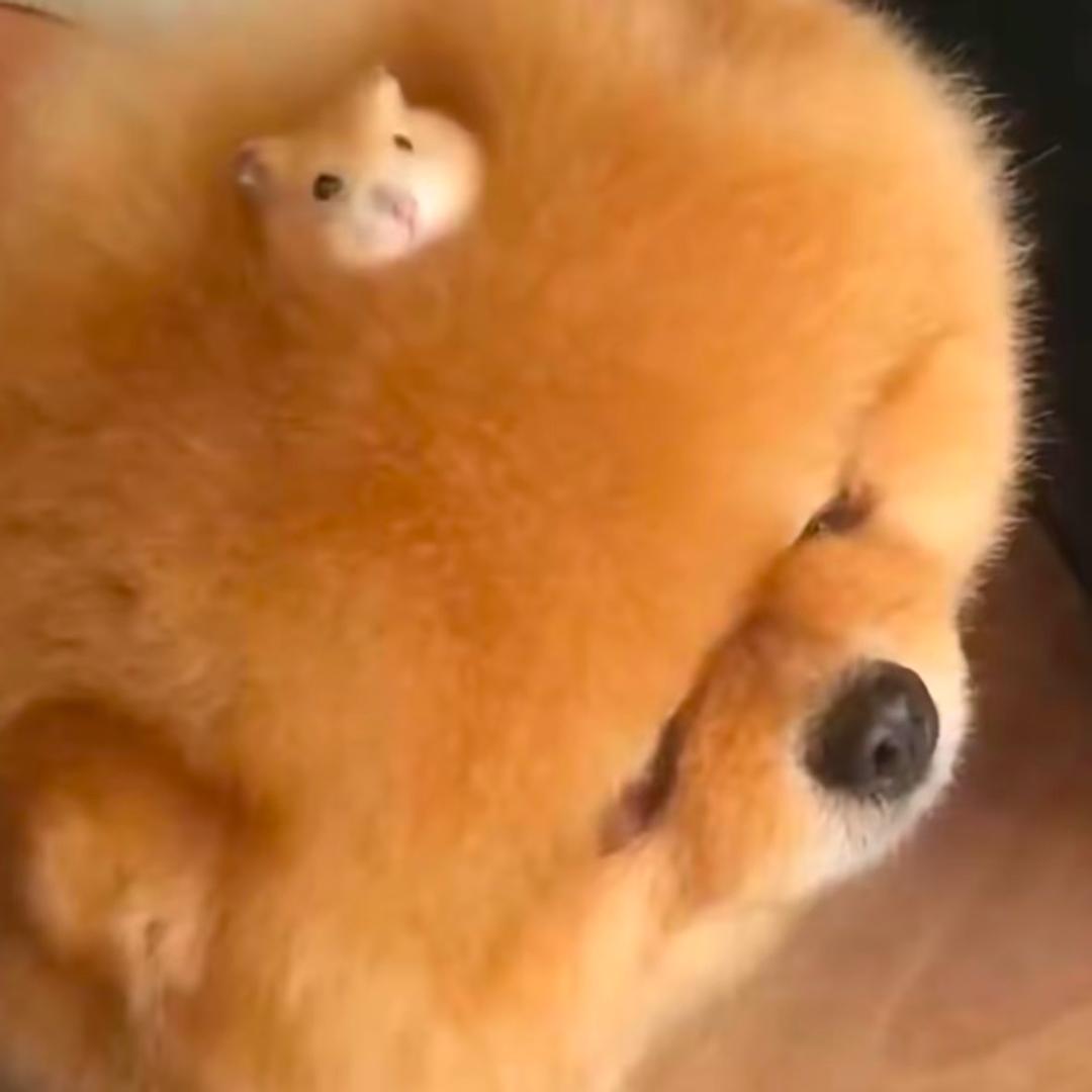 鼠汪汪