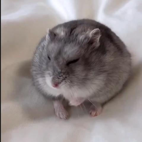 小揪揪🥚