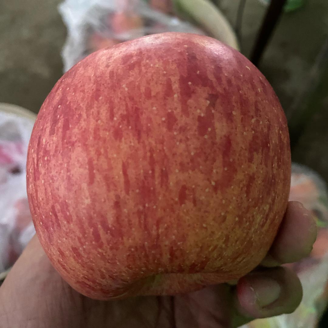 正宗烟台栖霞苹果（富纳多果园）