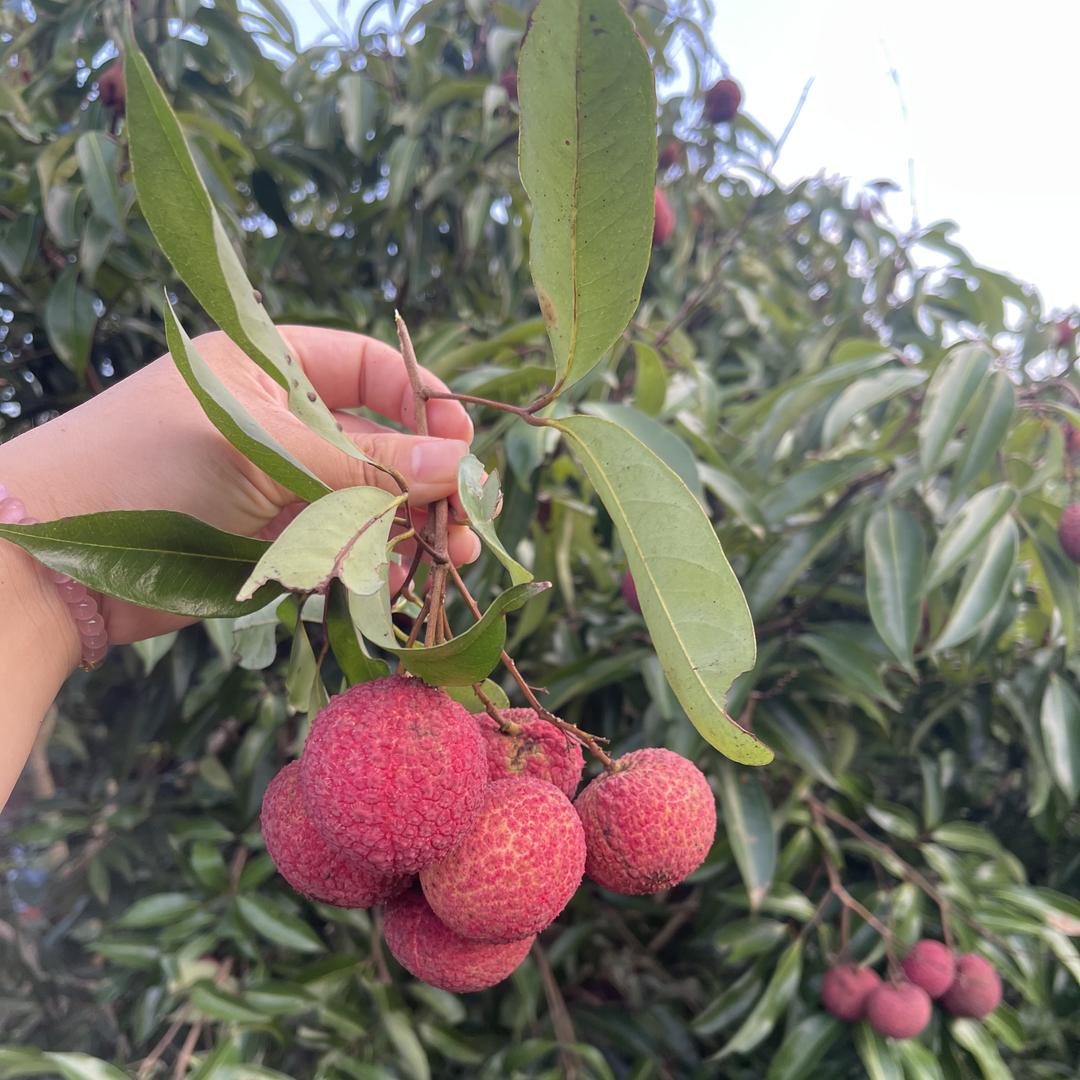 隆锐亿果树苗木专营店