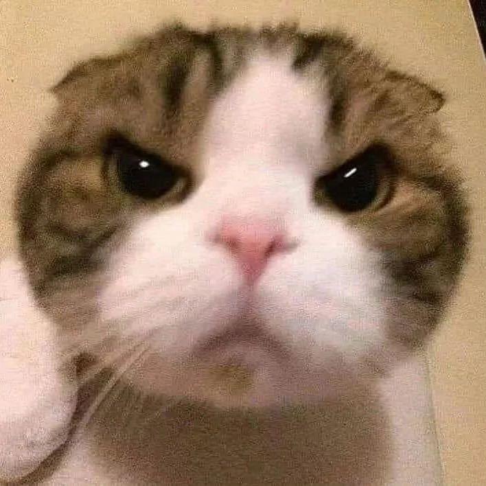 毛球