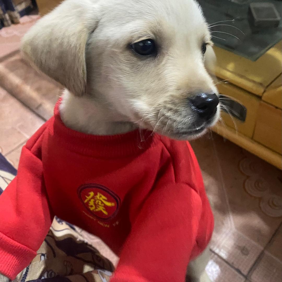 白白的童鑫☁ ☁