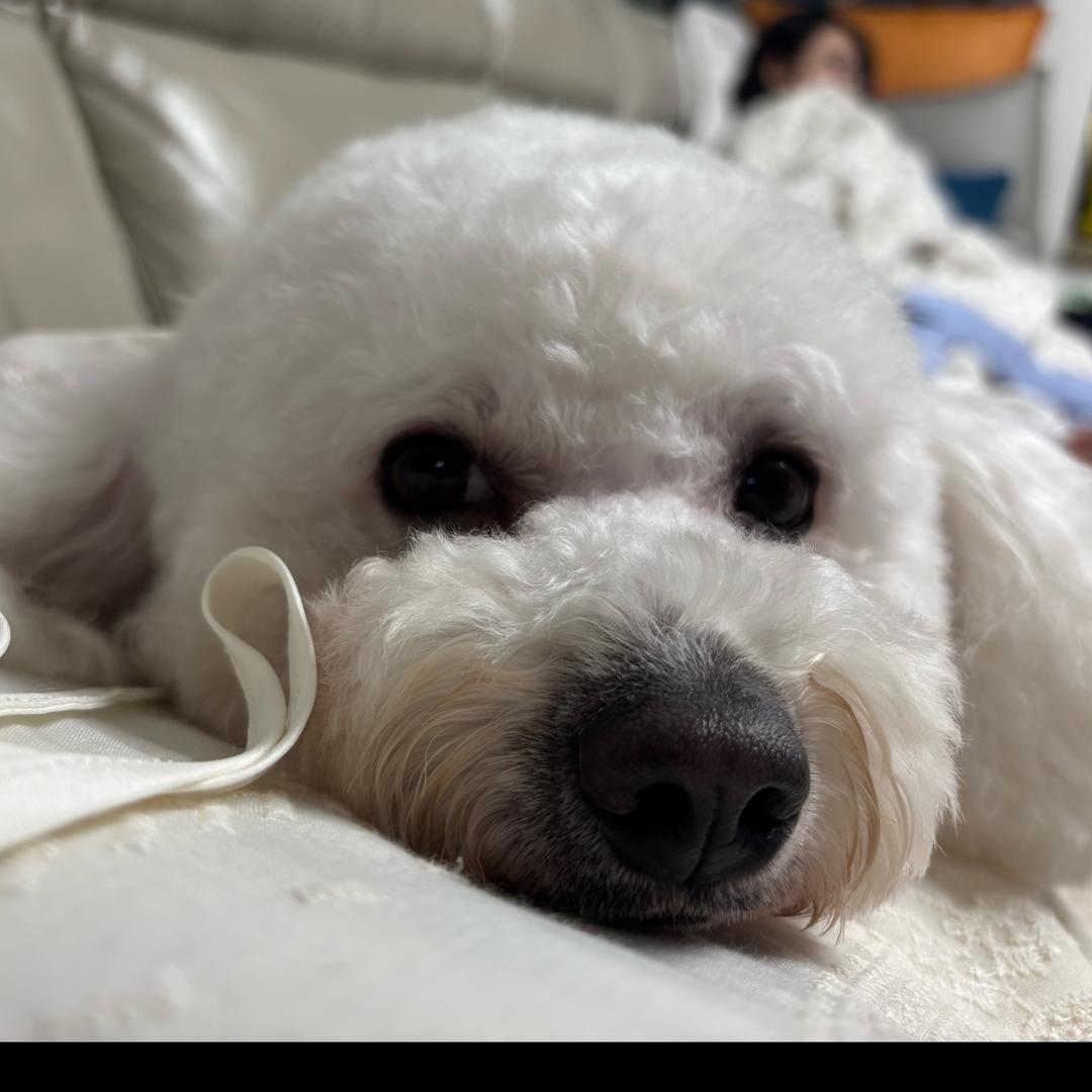 🍮辣椒果冻🌶️