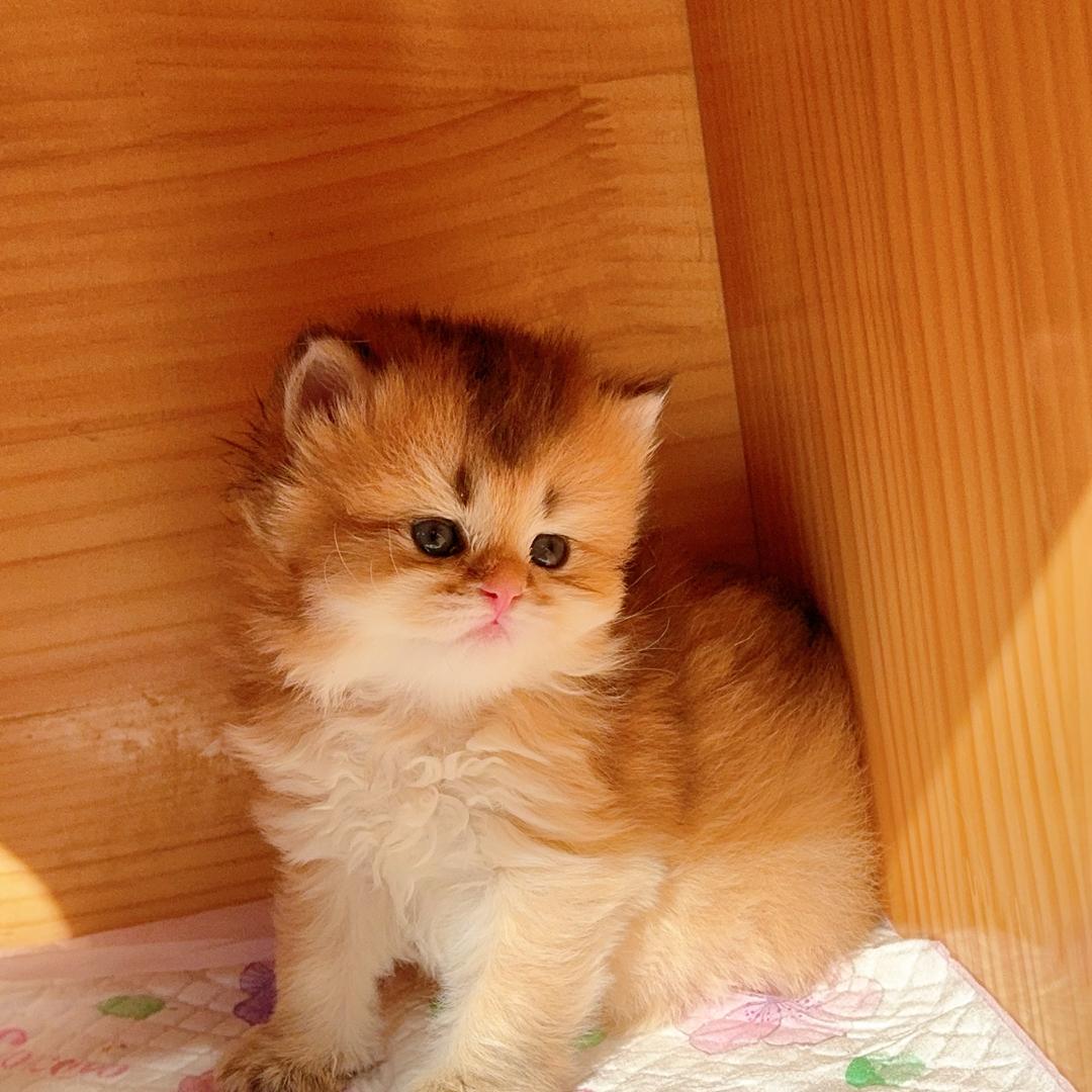 蓬莱家养猫找家