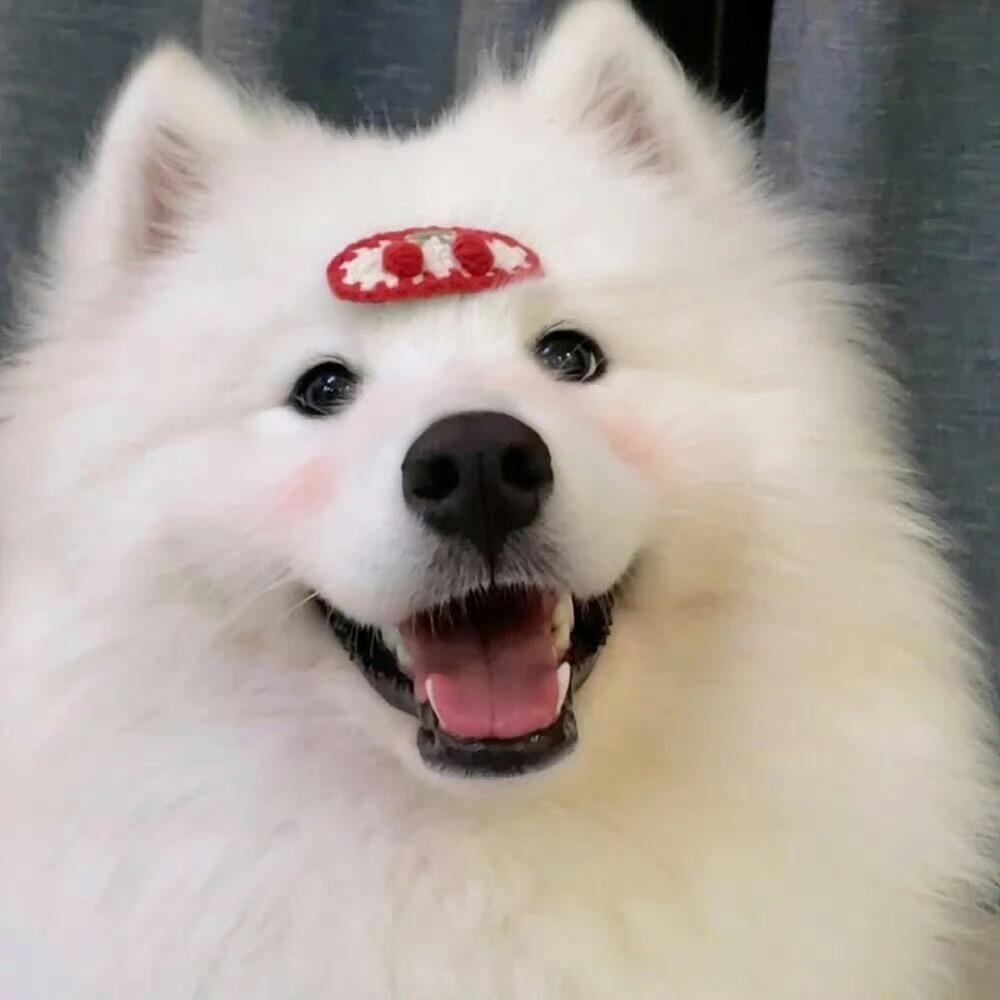 狸狸