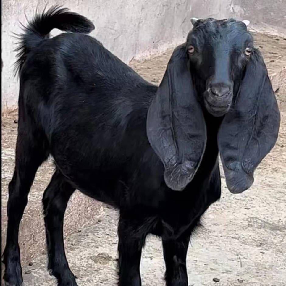 养羊妹饲养员